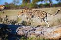 20090618_074820 D3 (3) X1